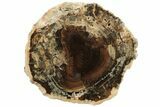 3.6" Long, Polished Petrified Wood Limb - McDermitt, Oregon - #198982-1
